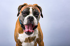 German Boxer Portrait