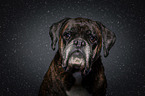 German Boxer Portrait