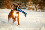 Boxer retrieves toys