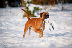 Boxer retrieves toys