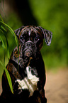 German Boxer Portrait