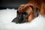 German Boxer Portrait