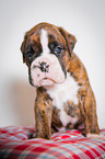 German Boxer Puppy