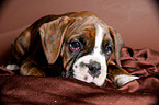 German Boxer Puppy