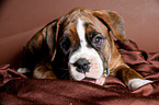 German Boxer Puppy