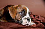 German Boxer Puppy