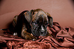 German Boxer Puppy