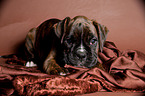 German Boxer Puppy