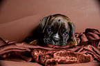 German Boxer Puppy