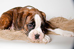 German Boxer Puppy