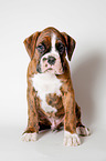 German Boxer Puppy