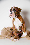 German Boxer Puppy