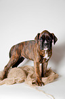 German Boxer Puppy