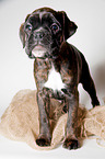 German Boxer Puppy