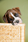 German Boxer Puppy