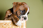 German Boxer Puppy