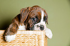 German Boxer Puppy