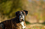 German Boxer Portrait