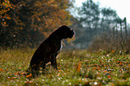 sitting German Boxer