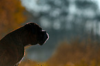 German Boxer Portrait