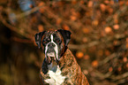 German Boxer Portrait