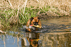 German Boxer