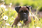 German Boxer Portrait