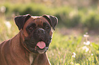 German Boxer Portrait