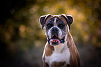 German Boxer Portrait