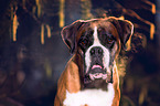 German Boxer Portrait