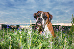 German Boxer Portrait