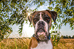 German Boxer Portrait