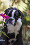 sitting German Boxer