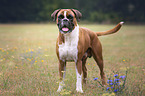 standing German Boxer