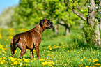 standing German Boxer