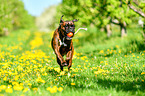 running German Boxer