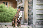 sitting German Boxer