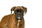 German Boxer in front of white background