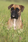 German Boxer Portrait