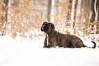 German Boxer in snow