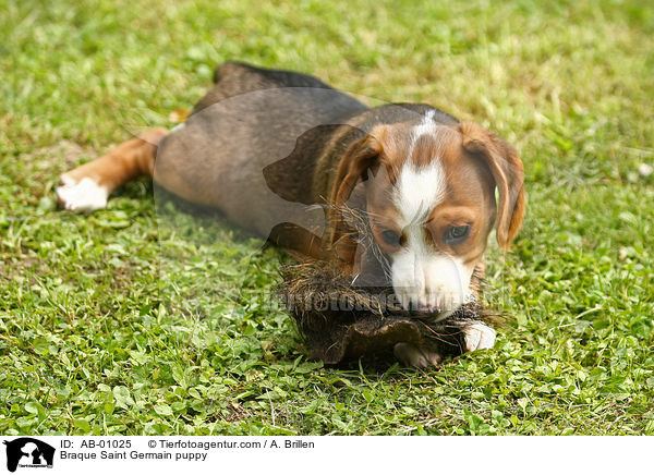 Deutsche Bracke Welpe / Braque Saint Germain puppy / AB-01025