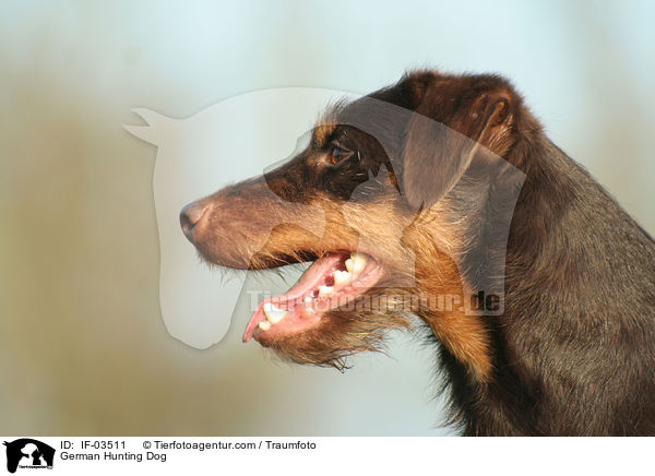 Deutscher Jagdterrier / German Hunting Dog / IF-03511