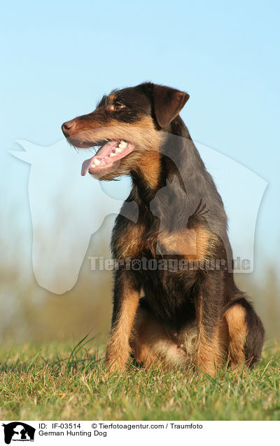 Deutscher Jagdterrier / German Hunting Dog / IF-03514