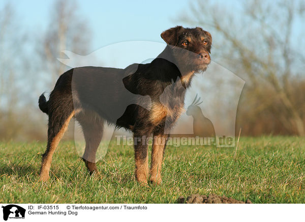 Deutscher Jagdterrier / German Hunting Dog / IF-03515