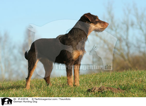 Deutscher Jagdterrier / German Hunting Dog / IF-03516