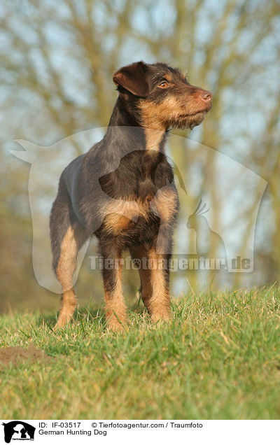 Deutscher Jagdterrier / German Hunting Dog / IF-03517