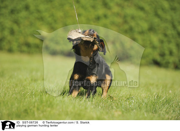 spielender Deutscher Jagdterrier / playing german hunting terrier / SST-08726