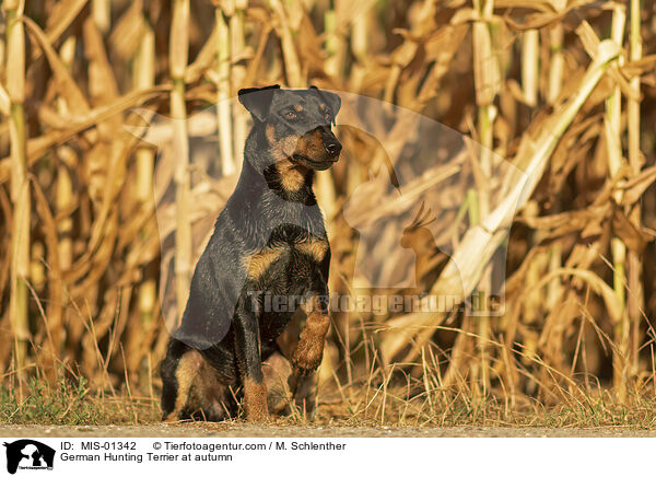 Deutscher Jagdterrier im Herbst / German Hunting Terrier at autumn / MIS-01342