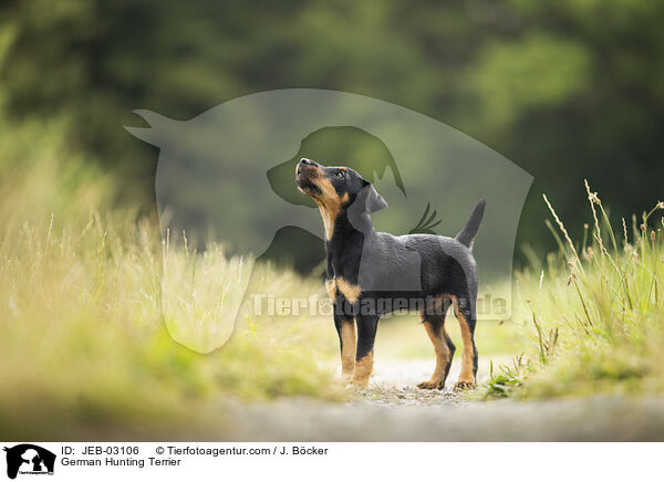 Deutscher Jagdterrier / German Hunting Terrier / JEB-03106