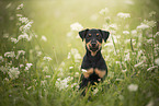 German Hunting Terrier